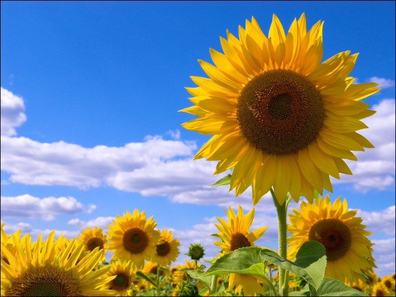 sunflowers